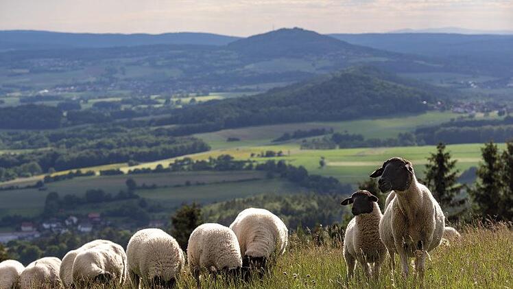 In seinem Rhön-Kalender "Rhönheimat 2021" präsentiert Jürgen  Hüfner jahreszeitliche Impressionen aus dem "Land der Offenen Fernen".  Hier die Platzer Kuppe mit ihren Rhönschafen. Foto: Jürgen Hüfner