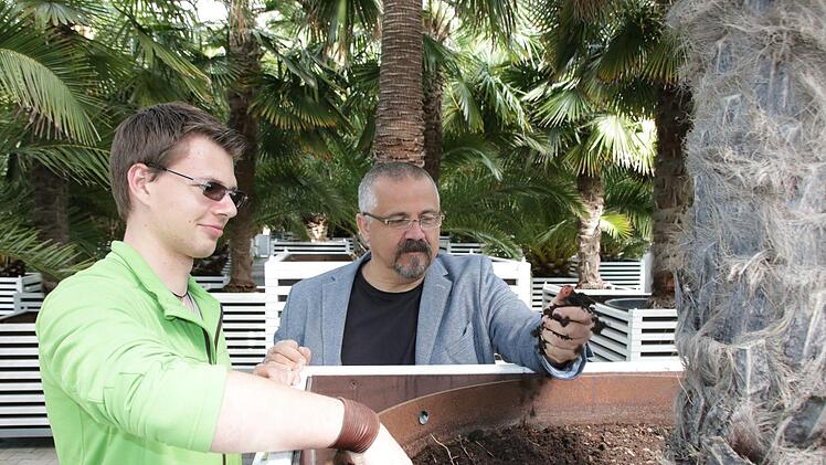 Andreas Munack und Holger Paff begutachten Erde und Wurzelraum in den Kübeln. Foto: Ralf Ruppert