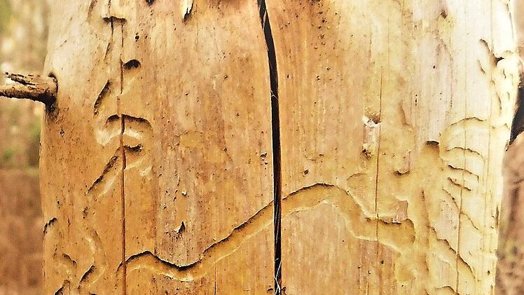 Sch&auml;dlingsspuren an einer Kiefer