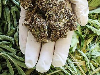 Das Foto zeigt getrocknete Blüten von Hanfpflanzen, die als Marihuana gehandelt werden.  Symbolbild: Christopher Schulz