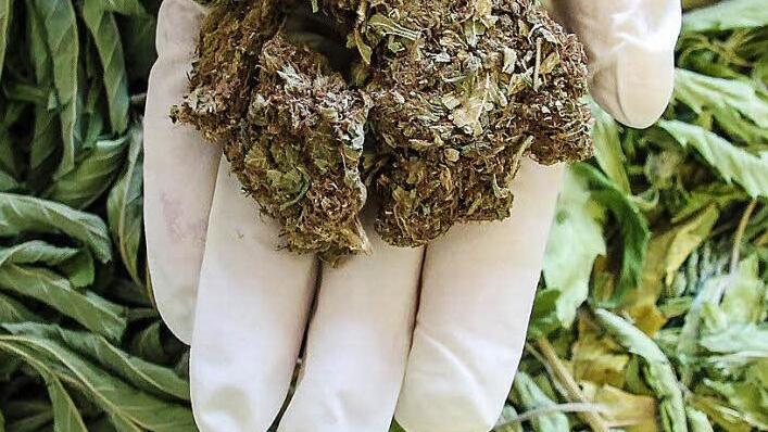 Das Foto zeigt getrocknete Blüten von Hanfpflanzen, die als Marihuana gehandelt werden.  Symbolbild: Christopher Schulz