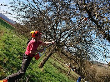 Der Verein für Gartenkultur und Landschaftspflege kümmerte sich um den Baumschnitt in den Saalewiesen. Fotos: Ehling/Kellermann
