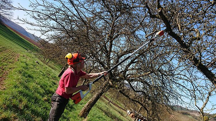 Der Verein für Gartenkultur und Landschaftspflege kümmerte sich um den Baumschnitt in den Saalewiesen. Fotos: Ehling/Kellermann