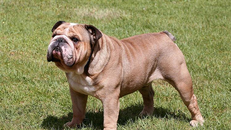 Eine "Olde English Bulldogge" wird bis zu einem halben Meter groß, gilt aber als friedliche Hunderasse. Foto: Berthold Köhler