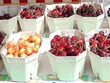 Viele Sorten Kirschen aus der Obstbauversuchsanlage in Hiltpoltstein Fotos: Petra Malbrich