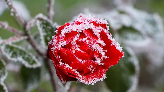Empfindliche Blumen müssen auf den nahenden Winter vorbereitet werden, bevor der erste Frost einsetzt.