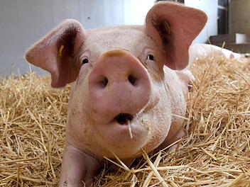 Unbekannte misshandeln Schweine