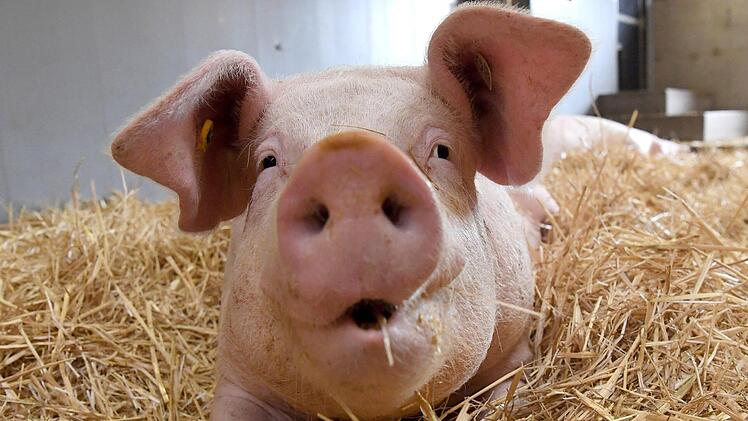 Unbekannte misshandeln Schweine