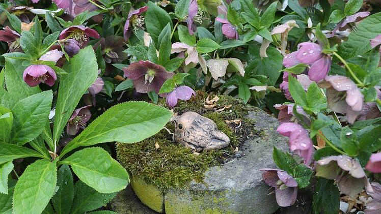 Mehrjährige und winterharte Pflanzen wie die Christrose machen kaum Arbeit, wenn sie einmal gepflanzt sind. Und ein bisschen Moos darf hier auch wuchern - und ist sogar willkommen .... Foto: Barbara Herbst