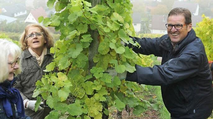 Alfons Hollet (rechts) freut sich: Die Weinlese beim Winzer Martin Bauerschmitt ist eine einmalige Sache.