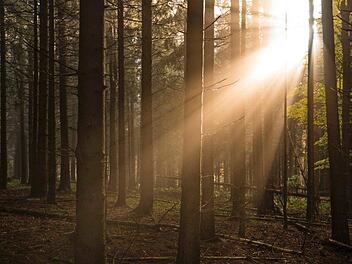 Lichteinfall im Fichtenwald in den Schwarzen Bergen Foto: Jürgen Hüfner