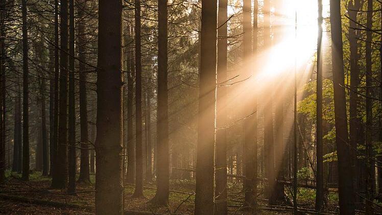 Lichteinfall im Fichtenwald in den Schwarzen Bergen Foto: Jürgen Hüfner