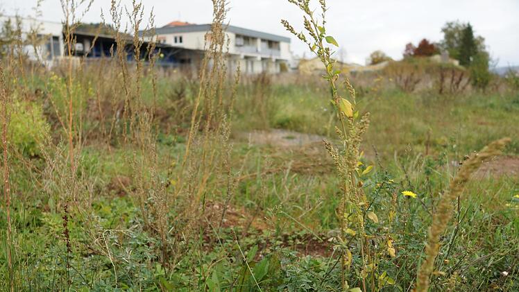 Auf den freien Grundstücken hat sich mittlerweile Gestrüpp ausgebreitet. Foto: Arkadius Guzy