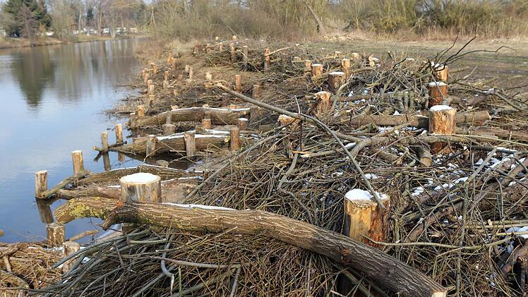 Weidenstöcke, Zweige und Äste versperren nun den Zugang zum Fluss.