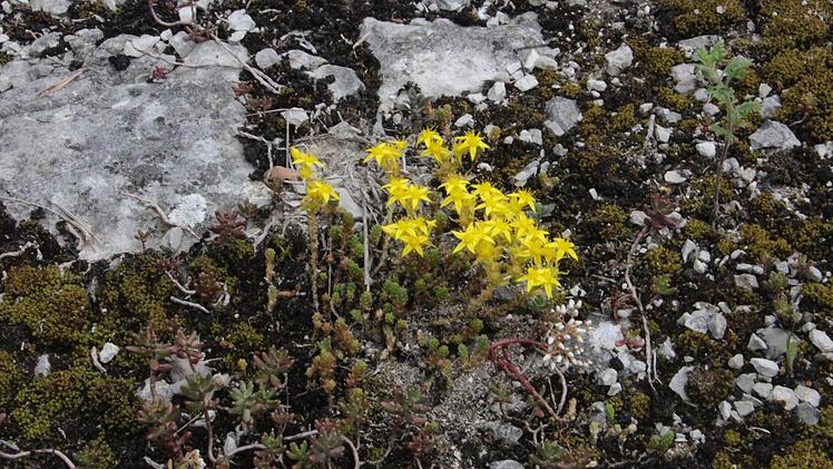 Seltene Pflanzen fühlen sich hier wohl.  Foto: Josef Hofbauer