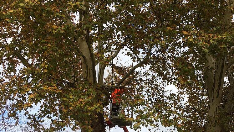 Rund um das Landratsamt. Foto: Ralf Ruppert