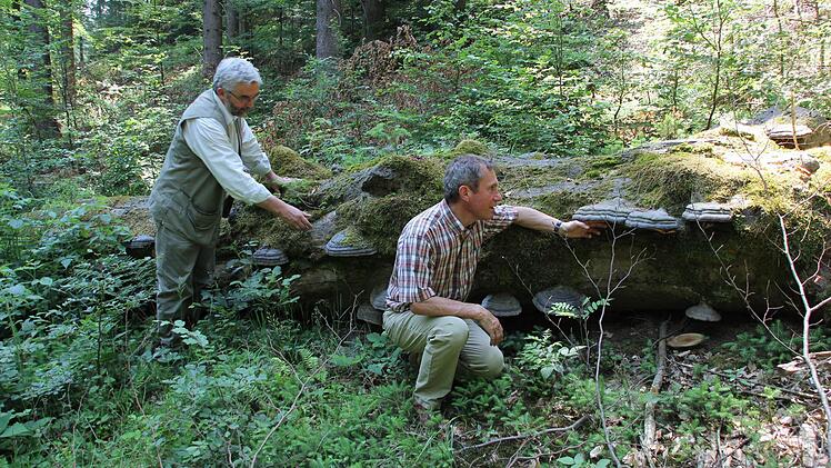 Peter Hagemann (links) und Fritz Maier am Totholz der Buche, an der Zunderschwämme wachsen. Die brennen "wie Zunder" und wurden früher zum Anzünden benutzt.  Foto: Friedwald Schedel