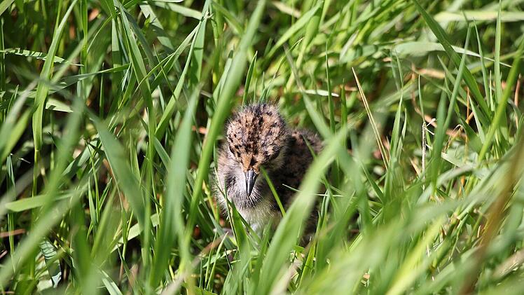 N&uuml;rnberg: Hohe F&ouml;rdersumme f&uuml;r den Naturschutz bewilligt