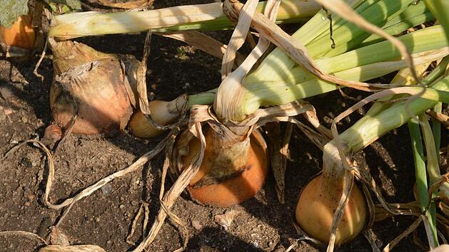 Symbolbild: Ronald Rinklef