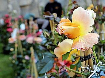Ein Schwerpunktthema des Kreisverbandes in diesem Jahr sind Rosen. Dazu wird auch ein Seminar angeboten.  Foto: Matthias Hoch