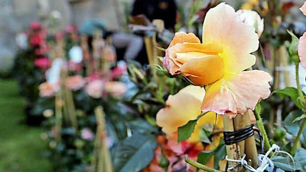 Ein Schwerpunktthema des Kreisverbandes in diesem Jahr sind Rosen. Dazu wird auch ein Seminar angeboten.  Foto: Matthias Hoch