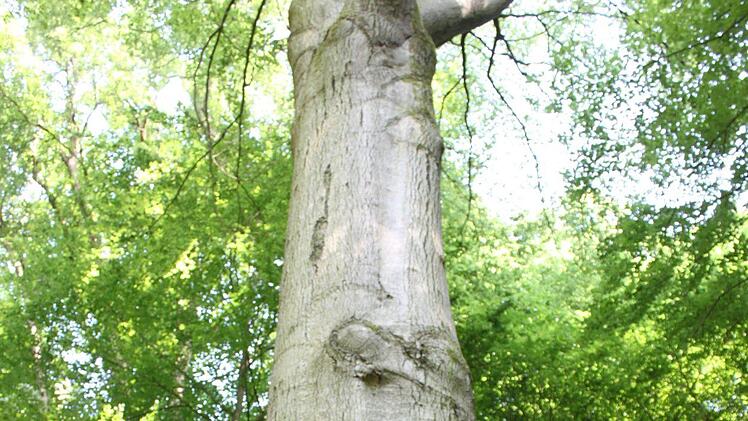 Hermann Hacker an einem der Baumriesen im Banzer Wald  Popp