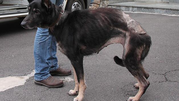 Abgemagert bis auf die Knochen und v&ouml;llig verwahrlost: Sch&auml;ferh&uuml;ndin Sophie nach dem Einschreiten des Tierschutzes.  Foto: Thomas Malz/Archiv