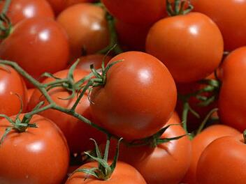 Bei Tomaten sollte die Aufzucht der Jungpflanzen nicht zu früh erfolgen. Beim Pflanztermin im Mai kommt es nicht auf die Länge der Pflanzen an. Foto: dpa