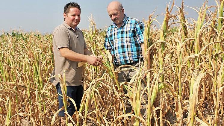 Der Mais auf dem Feld von Holger Knörrer (links) ist verdorrt. Mit im Bild der Kreisobmann des Bayerischen Bauernverbandes, Wilfried Löwinger.