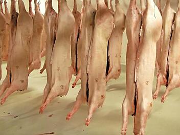 Schweinehälften warten auf den Abtransport: Das Symbolbild wurde im Kulmbacher Schlachthof gemacht.  Foto: pr.