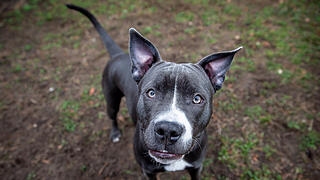 Pitbull Terrier und Co.: Diese "Listenhunde" leben derzeit im Tierheim Nürnberg