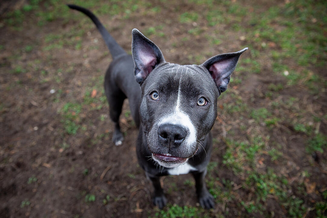 Pitbull Terrier und Co.: Diese "Listenhunde" leben derzeit im Tierheim Nürnberg
