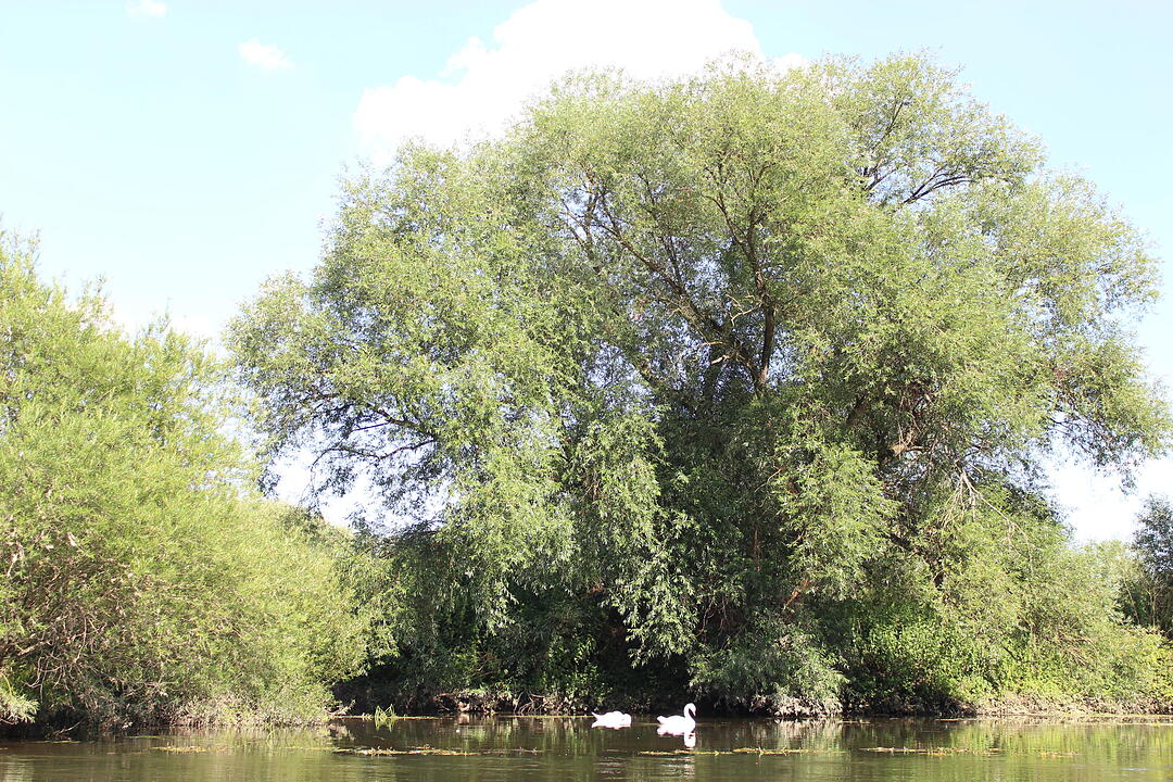 Kanutour auf dem Altmain
