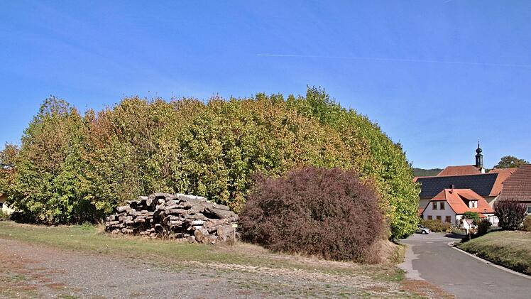 Dieser "Ahornwald", hier gesehen vom Radweg (B 279) in Richtung Ortsmitte, ist von selber angeflogen. Er wuchert bereits in die Straße (rechts). Wem das Grundstück gehört wird geklärt. Foto: Helmut Will