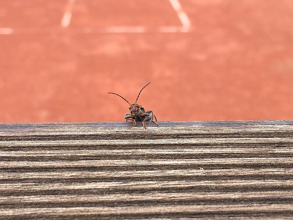 Die schönsten Sommerfotos aus Haßfurt und Umgebung