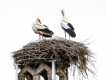 Die Stegauracher Störche sind zurück.Foto: Heinrich Hoffmann