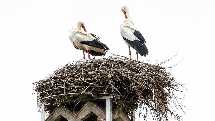 Die Stegauracher Störche sind zurück.Foto: Heinrich Hoffmann