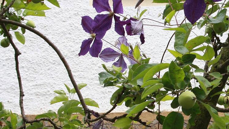 Eine Clematis rankt sich an einem Apfelbaum hoch.