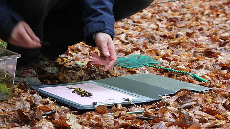 Hier hat Biologin Carolin Dittrich mal wörtlich ihren Forschungsinhalt zu Papier gebracht.
