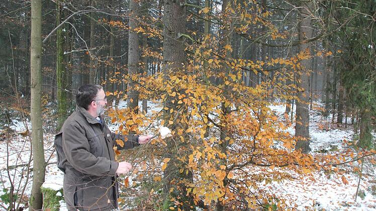 Peter Hagemann will den Buchenvoranbau unter dem Schirm der später zu erntenden Fichten weiter voranbringen.  Foto: Friedwald Schedel