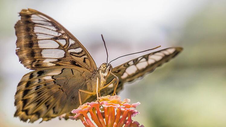 Naturfotografie ist das große Steckenpferd von Ilona Platzer.