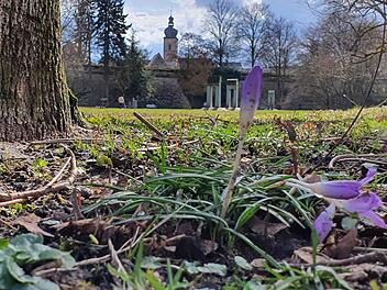 Die ersten Frühblüher im Forchheimer Stadtpark sprießen bereits. Am Sonntag (1. März 2020) war meteorologischer Frühlingsanfang. Auch im Wahlkampf scheint es zu "grünen": Die Umwelt zählt zu den bestimmendsten Themen der Kommunalwahl. Foto: Ronald Heck