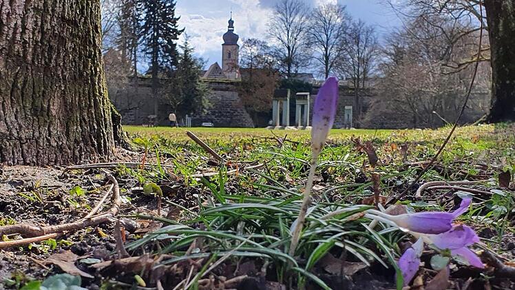 Die ersten Frühblüher im Forchheimer Stadtpark sprießen bereits. Am Sonntag (1. März 2020) war meteorologischer Frühlingsanfang. Auch im Wahlkampf scheint es zu "grünen": Die Umwelt zählt zu den bestimmendsten Themen der Kommunalwahl. Foto: Ronald Heck