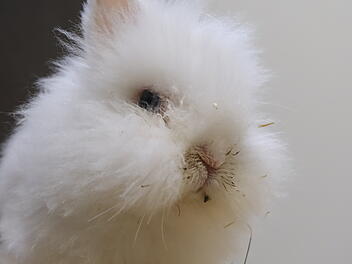 Tierheim Bamberg sucht Pflegestelle für Kaninchen "Snowman" - "ein echter Zwerg" Tierheim Bamberg sucht Pflegestelle für Kaninchen "Snowman" - "ein echter Zwerg"