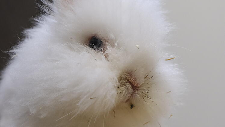 Tierheim Bamberg sucht Pflegestelle für Kaninchen "Snowman" - "ein echter Zwerg"