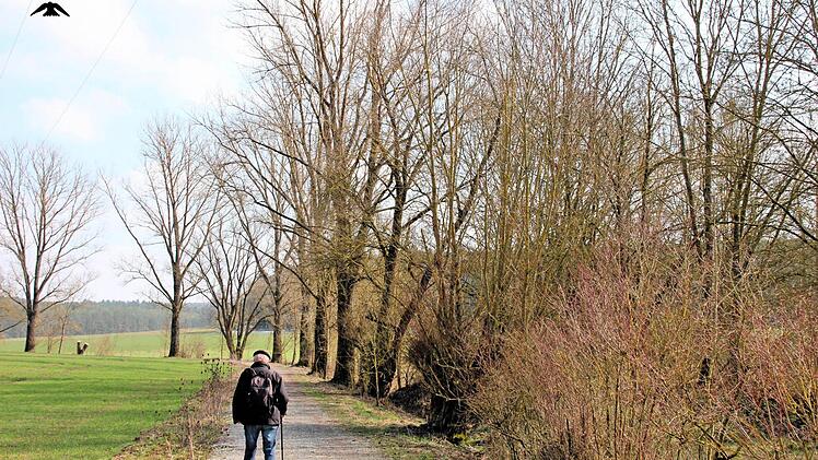 Damit ihre Wurzeln keinen Schaden anrichten, sollen die Bäume am alten Kanal zwischen dem Regenüberlaufbecken und dem neugebauten Anschlusssammler gefällt werden. Doch im Landschaftsplanung sind sie als Landschaftselemente aufgeführt. Foto: Dieter Britz