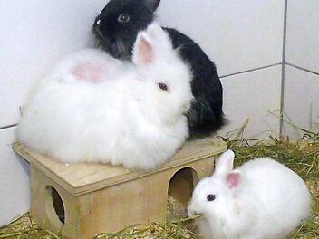 Leila, Semmel und Kr&uuml;mel