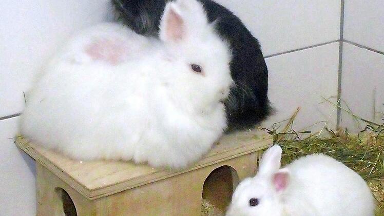 Leila, Semmel und Kr&uuml;mel