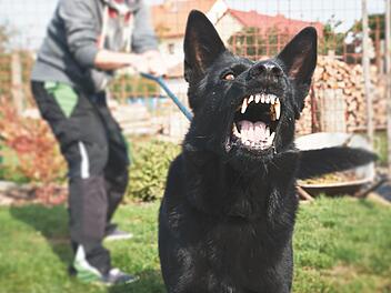 Vor einigen Tagen hat ein Hund einen anderen in der Sattlertorstraße angefallen und sich an ihm festgebissen. Fotos: Adobe Stock
