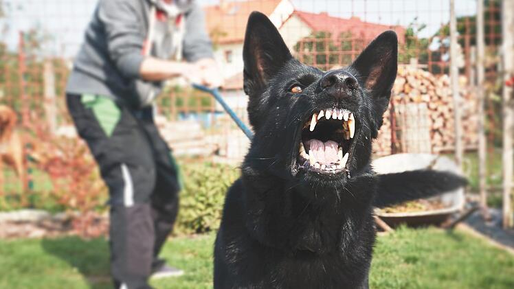 Vor einigen Tagen hat ein Hund einen anderen in der Sattlertorstraße angefallen und sich an ihm festgebissen. Fotos: Adobe Stock